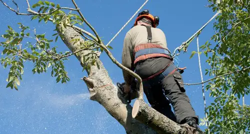 taille-de-haie-et-d-arbre-33-1